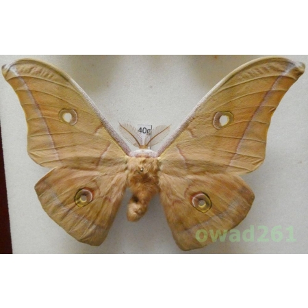 Antheraea pernyi (Guérin-Méneville, 1855) male ex. ovo China 125mm40g